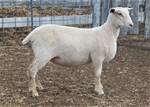 Sheep Trax Minerva 497M